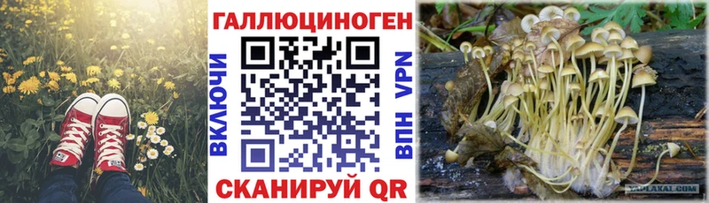 Галлюциногенные грибы Psilocybe  Сусуман 